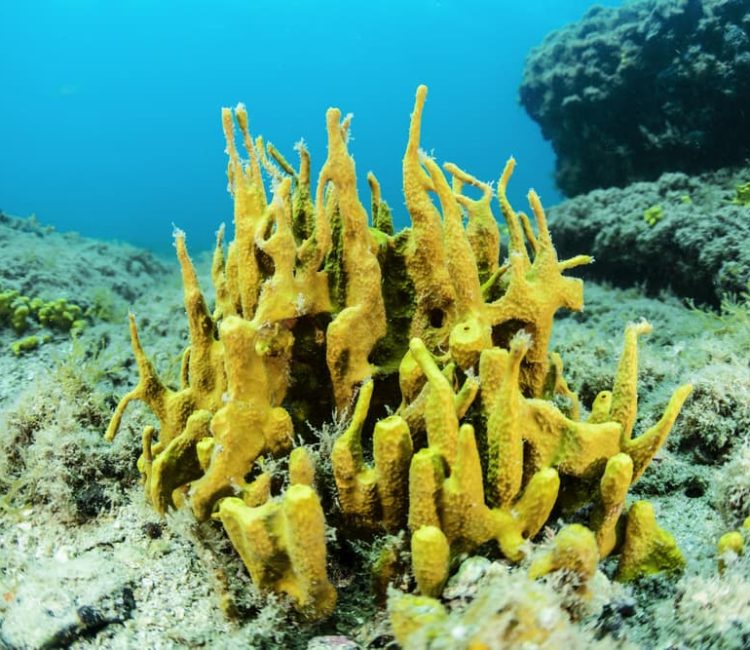 Try scuba diving in Istria, beginner course