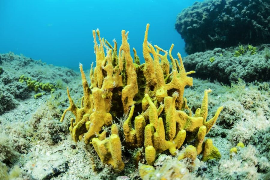 Try scuba diving in Istria, beginner course