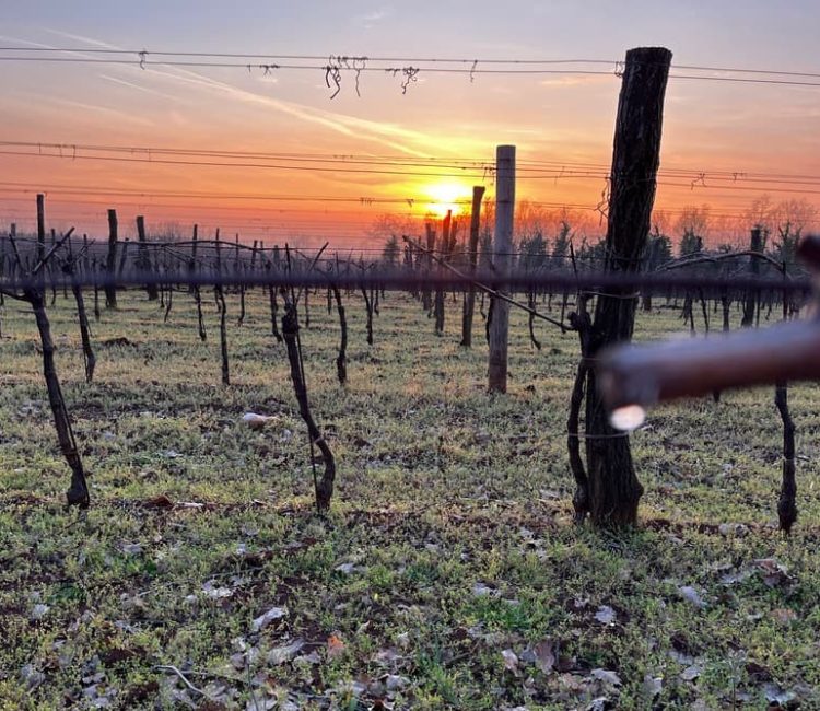 Vicinim wine tasting & walk to Big bench #296 Deklevi (6)