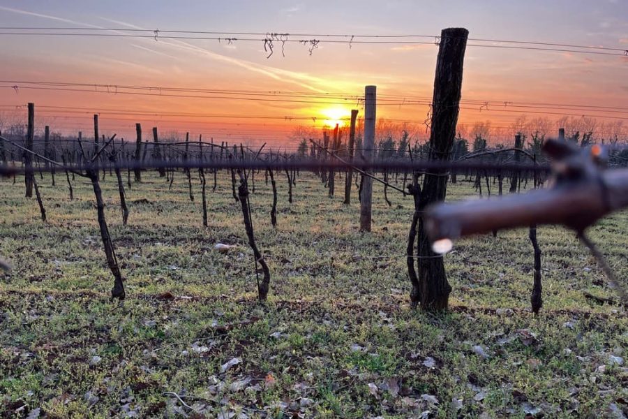 Vicinim wine tasting & walk to Big bench #296 Deklevi (6)