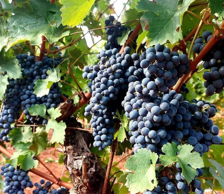 Wine tasting at Ivančić winery - A taste of Istria (5)
