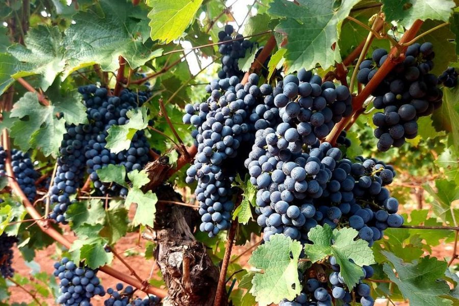 Wine tasting at Ivančić winery - A taste of Istria (5)