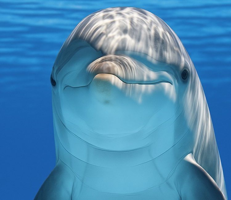 arena boat tours delfin