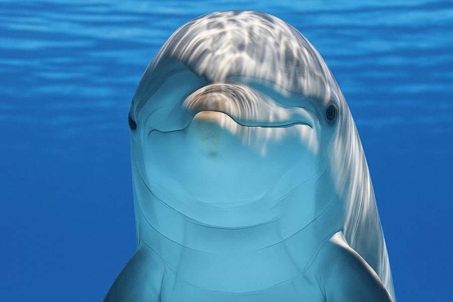 arena boat tours delfin