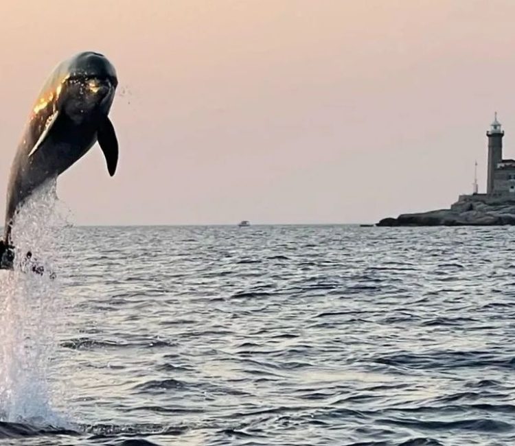 Sunset dolphin watching speedboat tour with drinks in Rovinj