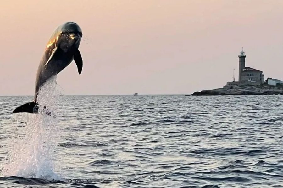 Sunset dolphin watching speedboat tour with drinks in Rovinj